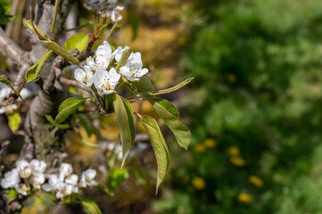 Spring white blossoms of pear trees on fruit orchards in Zeeland, Netherlands