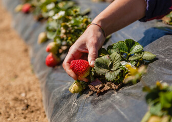 Naklejka na ściany i meble Woman picking strawberries on sunny strawberry field