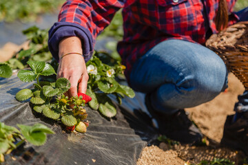 Woman picking strawberries on sunny strawberry field
