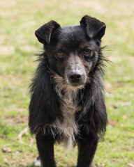 a stray dog ​​in an abandoned village