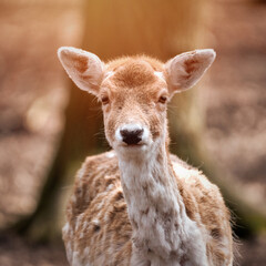 Fototapeta premium Frontal portrait of female dam deer, dama dama, against blurred background with bright sunlight