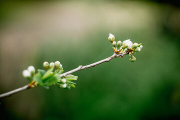 flowers on a tree