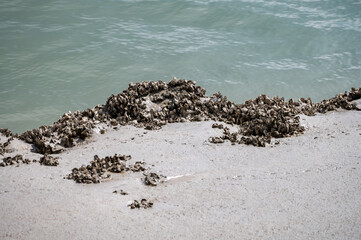 Group of live oysters shellfish growing on stones at low tide in North sea, Zeeland, Netherlands