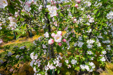 Spring pink blossom of apple trees on fruit orchards in Zeeland, Netherlands