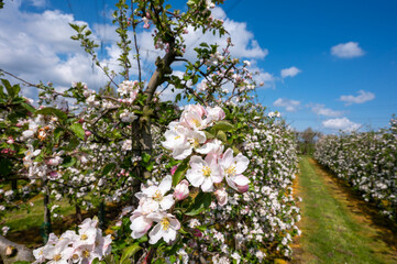 Spring pink blossom of apple trees on fruit orchards in Zeeland, Netherlands
