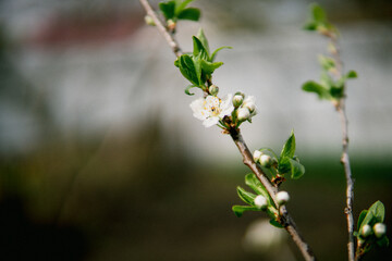 flowers on a tree 