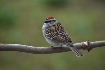 A familiar sparrow on a rowan branch