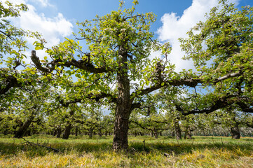 Spring white blossoms of pear trees on fruit orchards in Zeeland, Netherlands