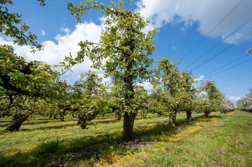 Spring white blossoms of pear trees on fruit orchards in Zeeland, Netherlands