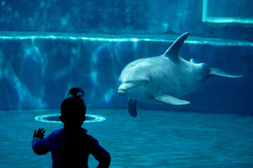 dolphin tank in aquarium playing with humans