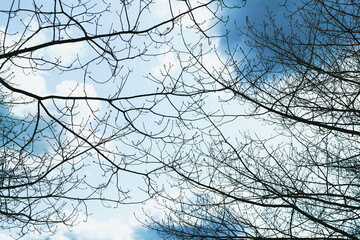 branches of a tree against the sky