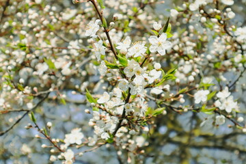 Obraz premium blossoming tree