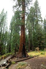 Sequoia tree