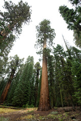 Fototapeta premium Sequoia trees