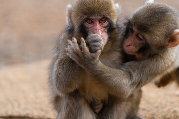 Japanese macaque in Arashiyama, Kyoto. Little monkeys are playing.