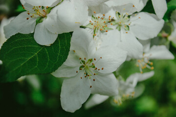 apple flowers