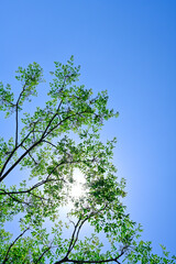 青空背景に逆光で輝く新緑