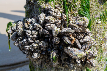 Group of live mussels clams shellfish growing on wooden poles at low tide in North sea, Zoutelande, Zeeland, Netherlands