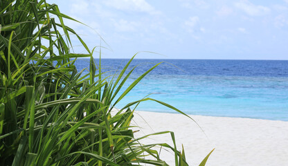 green palm trees on a tropical island in the Indian Ocean