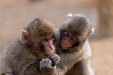 Japanese macaque in Arashiyama, Kyoto. Little monkeys are playing.