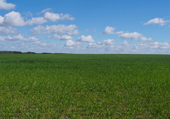 Obraz premium An infinite field of green grass to the horizon and a blue sky with clouds