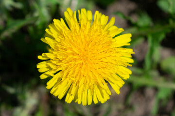 Yellow dandelion close up