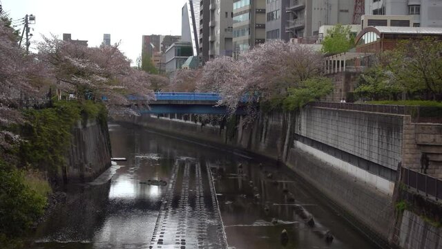 Meguro River in central Tokyo, Japan with beautiful pink cherry blossom trees