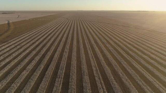 Agribusiness - Beautiful aerial image of cotton crops, cotton cultivation with beautiful sunset in the background, feather, cotton fiber, - Agriculture