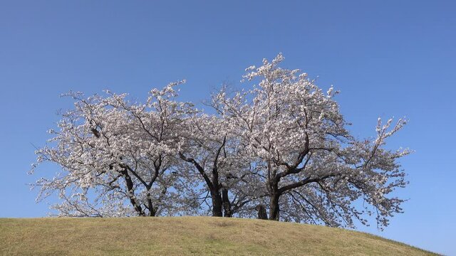 Locked off view of wide open hill with beautiful pink Sakura trees on top