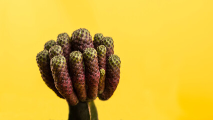 Trendy cactus plants on a bright yellow background. Minimal creative style. Home indoor plants with thorns. Fashionable bright color. Mood.