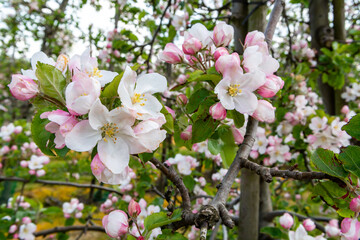 Spring pink blossom of apple trees on fruit orchards in Zeeland, Netherlands