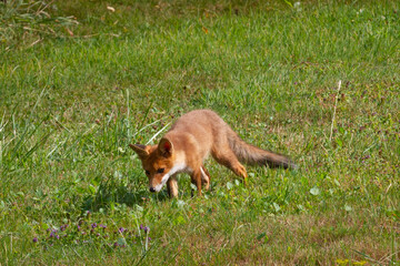 renard