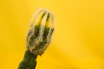 Prickly cactus on a yellow background close-up. The concept of hemorrhoids and constipation problems