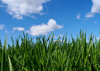 Fototapeta premium Bright blue sky with clouds and juicy spring grass