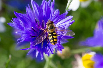 insecte