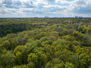 Green trees in deciduous forest in early spring. Aerial drone view.