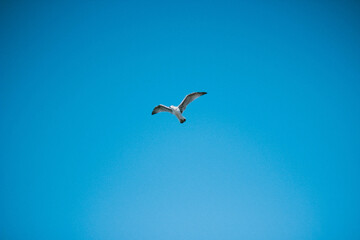 seagull in flight