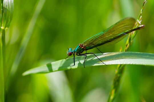 insecte