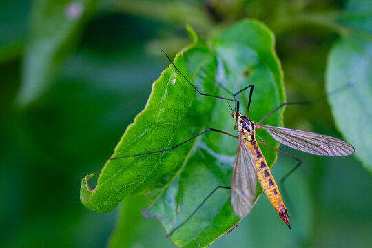 insecte