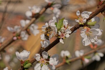 one brown bee sits on a white flower on a cherry tree branch in a spring garden