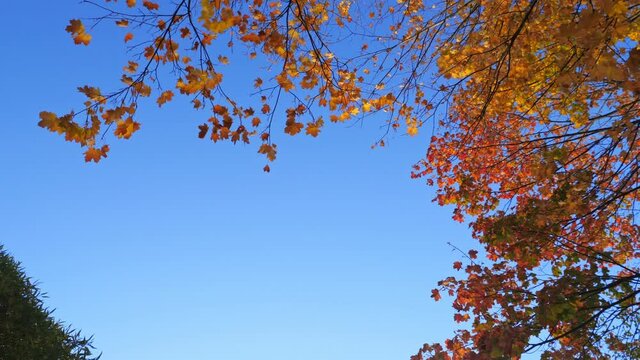 Maple trees with autumn branches and leaves on blue sky background at fall park. Nobody
