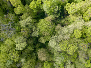 Naklejka premium Green trees in deciduous forest in early spring. Aerial drone view.