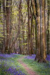 bluebell wood cornwall England uk spring wild flowers 
