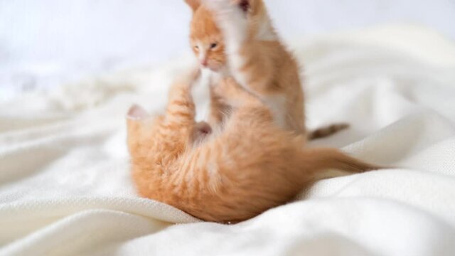 4k Two little red ginger striped playful kittens playing together on bed at home. Healthy adorable domestic pets and cats