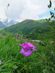 Obraz premium Flowers in Ushguli