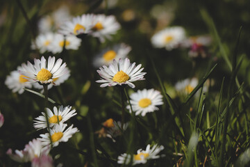 Garden full of white dancers in the form of Bellis perennis bending and dancing in the wind on a sunny spring day. Common daisy, lawn daisy a common plant in central Europe