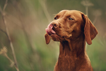 Hungarian Vizsla dog runs on a green meadow