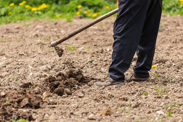 Farmer digging the ground with a hoe to plant potatoes
