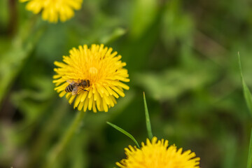 A bee that collects dandelion nectar.