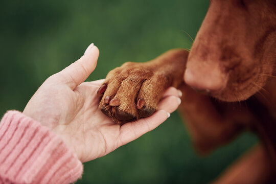 Hungarian Vizsla dog runs on a green meadow
